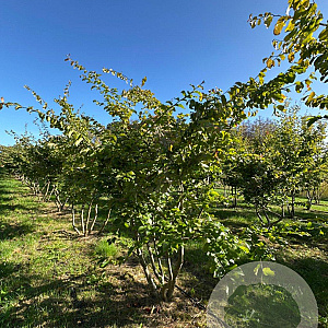 Parrotia persica 250-300 cm draadkluit meerstammig 350-400 diameter