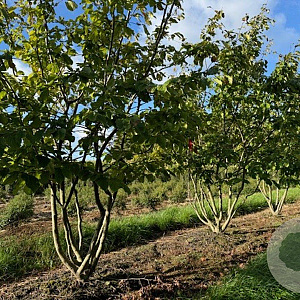 Parrotia persica 250-300 cm draadkluit meerstammig 350-400 diameter