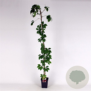 Parthenocissus quinquefolia 150-175 cm 5,0L