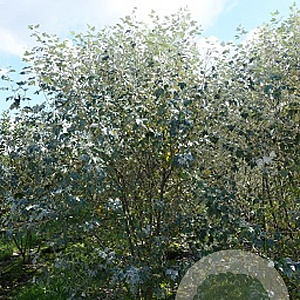 Populus alba 450-500 cm draadkluit meerstammig 200-250 diameter
