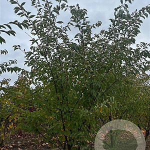 Prunus 'Accolade' 250-300 cm draadkluit meerstammig