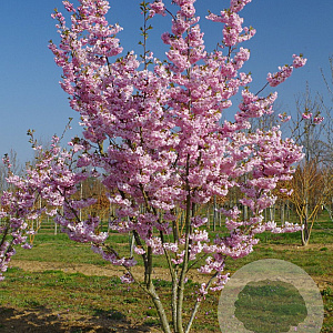 Prunus accolade 500-550 cm draadkluit meerstammig 400-450 diameter