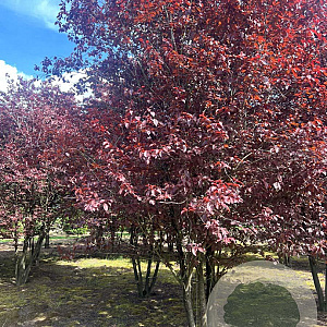 Prunus cer. 'Nigra' 500-550 cm draadkluit meerstammig 400-450 diameter