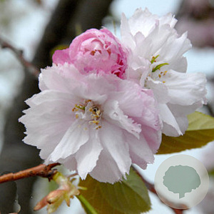 Prunus incisa 'February Pink' 350-400 cm draadkluit struik 140-160 diameter