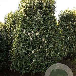 Prunus l. 'Reynvaanii' 250-300 cm draadkluit struik 175-200 diameter
