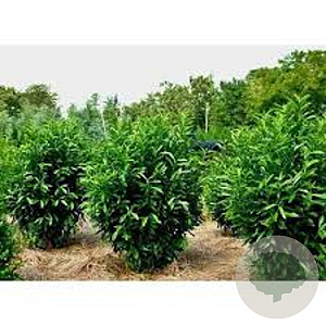 Prunus l. 'Schipkaensis' 350-400 cm draadkluit struik 140-160 diameter