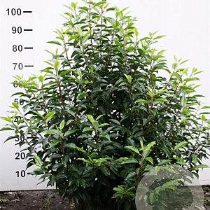 Prunus lusitanica 250-300 cm draadkluit struik 175-200 diameter