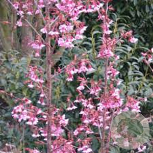 Prunus 'Okame' 200-250 cm draadkluit meerstammig 160-180 cm diameter