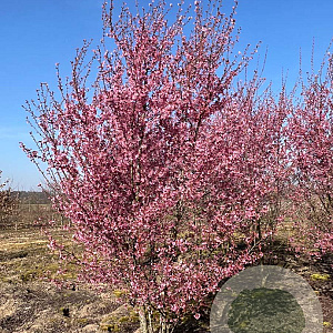 Prunus 'Okame' 250-300 cm draadkluit meerstammig 350-400 diameter