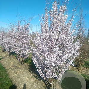 Prunus 'Pandora' 400-450 cm draadkluit meerstammig 200-250 diameter