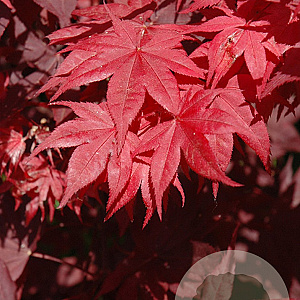 Acer pal. 'O-kagami' 250-300 cm cont. 180L