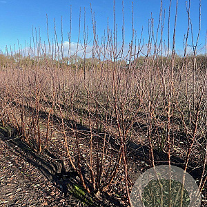 Prunus serrula 200-250 cm draadkluit meerstammig 160-180 cm diameter