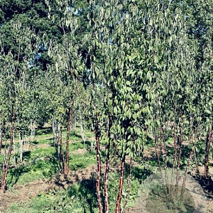 Prunus serrula 250-300 cm draadkluit meerstammig 350-400 diameter