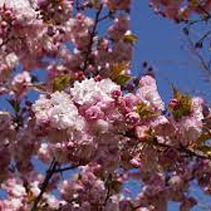 Prunus ser. 'Pink Perfection' 450-500 cm draadkluit meerstammig 200-250 diameter