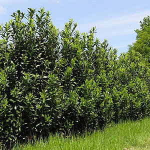 Prunus l. 'Greentorch' 250-300 cm draadkluit struik 175-200 diameter