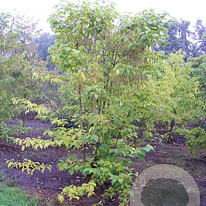 Pterostyrax hispida 250-300 cm draadkluit meerstammig 350-400 diameter