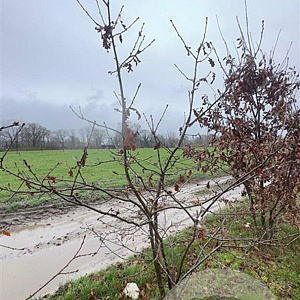 Quercus petraea 200-250 cm draadkluit meerstammig 160-180 cm diameter