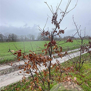 Quercus petraea 200-250 cm draadkluit meerstammig 160-180 cm diameter