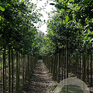 Quercus robur 12-14 HO draadkluit