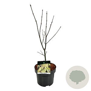 Acer pal. 'Osakazuki' 40-50 cm P21