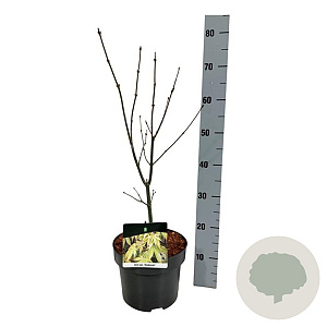 Acer pal. 'Osakazuki' 40-50 cm P21