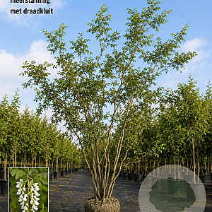 Robinia pseudoacacia 500-550 cm draadkluit meerstammig 400-450 diameter