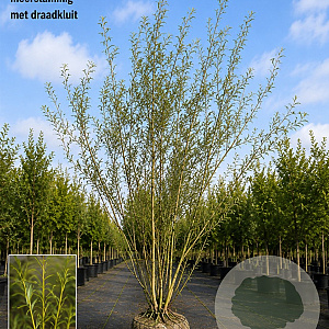 Salix 'Caradoc' 200-250 cm draadkluit meerstammig 160-180 cm diameter