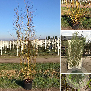 Salix 'Caradoc' 250-300 cm draadkluit meerstammig 350-400 diameter