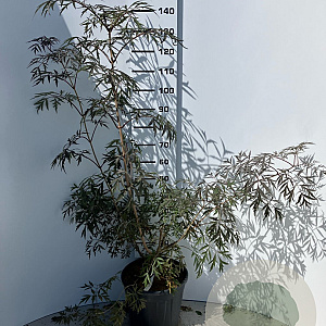 Sambucus nigra Black Lace 100-125 cm 20L