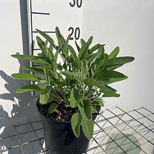 Salvia officinalis GM 2,0L