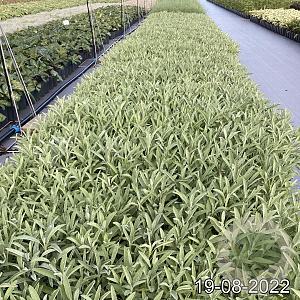 Salvia officinalis GM 2,0L