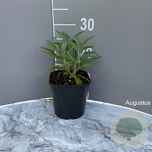 Salvia officinalis GM 2,0L