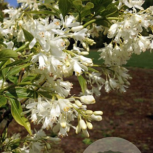 Staphylea colchica 350-400 cm draadkluit struik 140-160 diameter