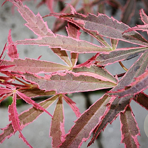 Acer pal. 'Pink Passion' 175-200 cm 20L