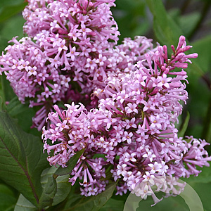 Syringa (V) 'James Macfarlane' 250-300 cm draadkluit struik 175-200 diameter