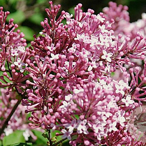 Syringa 'Josée' 250-300 cm draadkluit struik 175-200 diameter