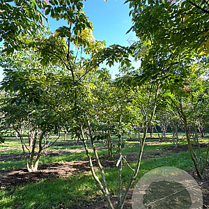 Tetradium daniellii 400-450 cm draadkluit meerstammig 200-250 diameter