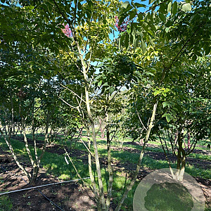 Tetradium daniellii 400-450 cm draadkluit meerstammig 200-250 diameter