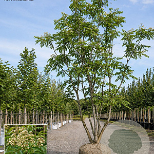 Tetradium daniellii 450-500 cm draadkluit meerstammig 200-250 diameter