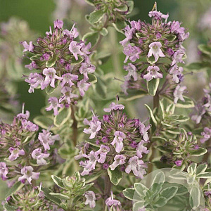 Thymus citriod. 'Silver Queen' GM P9
