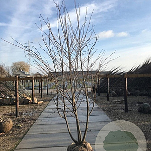 Tilia cordata 175-200 cm draadkluit meerstammig 200-250 diameter