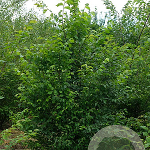 Ulmus glabra 200-250 cm draadkluit meerstammig 160-180 cm diameter
