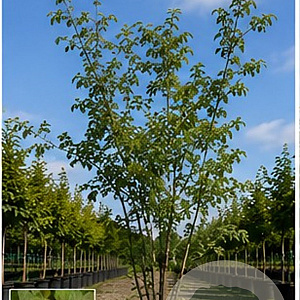 Ulmus minor suberosa 250-300 cm draadkluit meerstammig 350-400 diameter