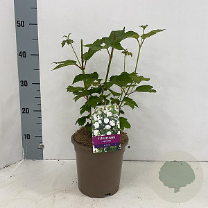 Viburnum opulus 'Roseum' 30-40 cm 3,0L