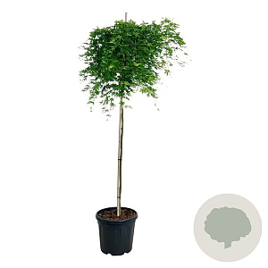 Acer pal. 'Ryusen' 300-350 cm cont. 180L