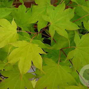 Acer pal. 'Saoshika' 300-350 cm cont. 180L