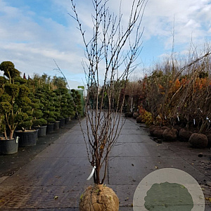 Cercis siliquastrum 200-250 cm draadkluit meerstammig