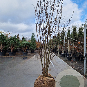 Cercis siliquastrum 200-250 cm draadkluit meerstammig