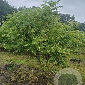 Koelreuteria paniculata 200-250 cm draadkluit meerstammig 160-180 cm diameter