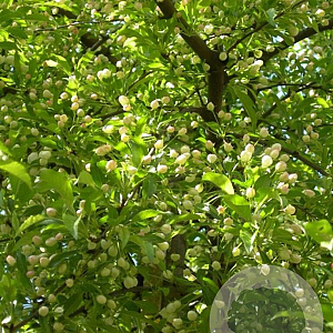 Malus toringo 175-200 cm draadkluit meerstammig 200-250 diameter